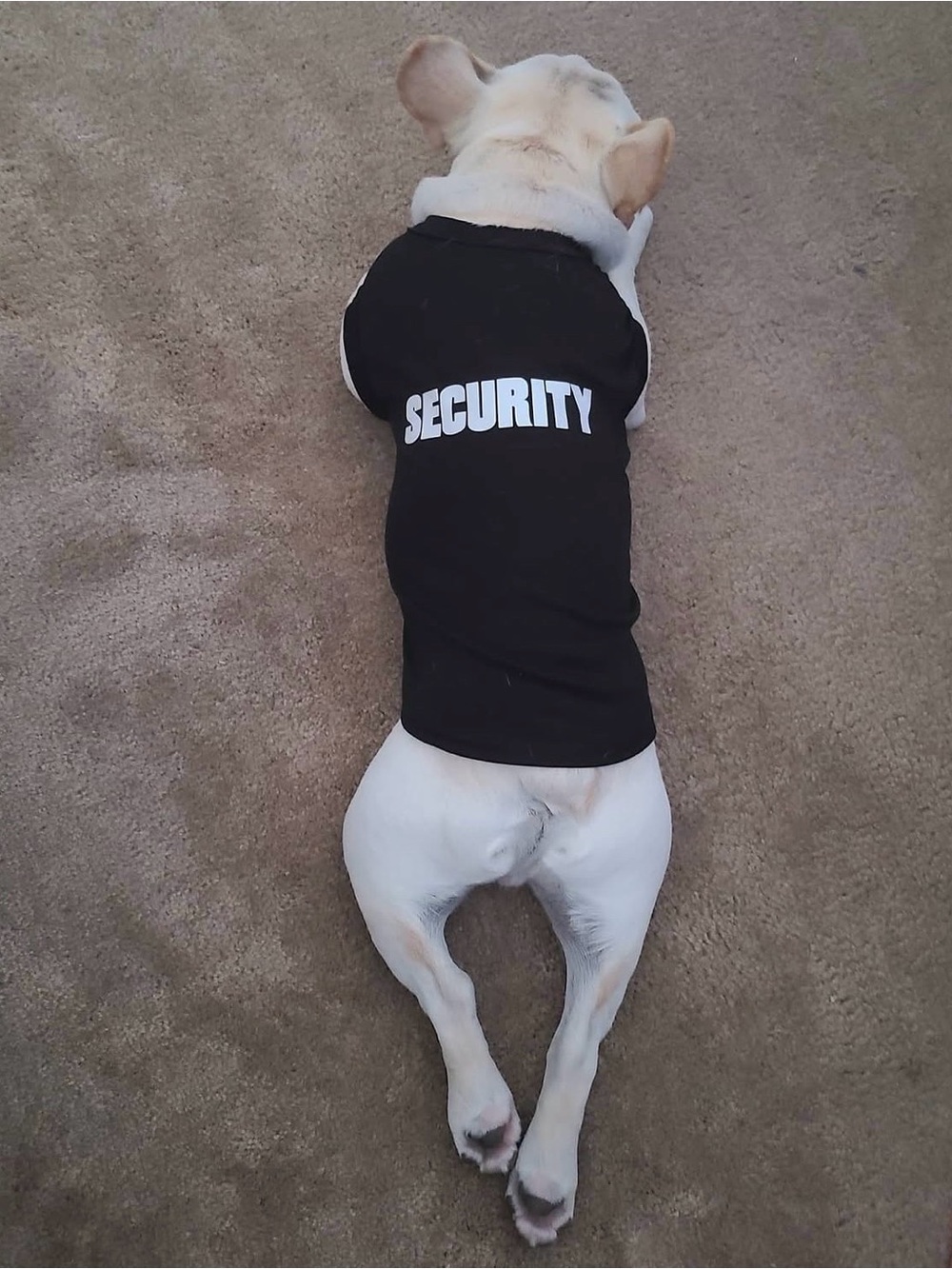 Doggy T Shirt - Picture 1 of 3